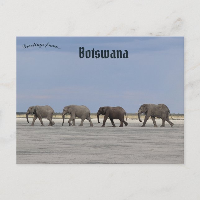Four Elephants in Botswana Postcard (Front)