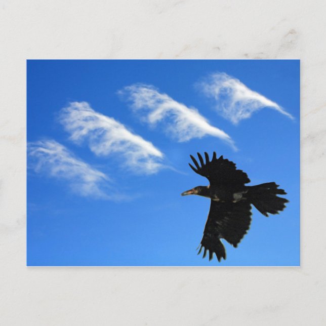 Four Feathers Postcard (Front)