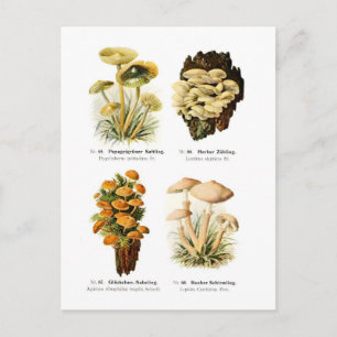 Four fungi postcard
