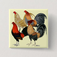 Four Gamecocks