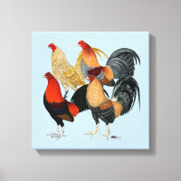Four Gamecocks