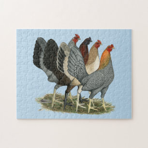 Four Gamefowl Hens Jigsaw Puzzle