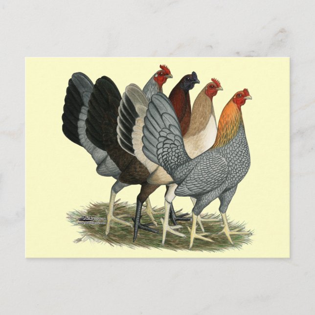 Four Gamefowl Hens Postcard (Front)