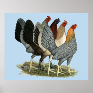 Four Gamefowl Hens Poster