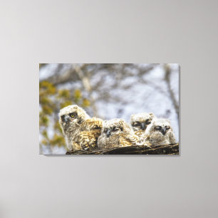 Four Great Horned Owl (Bubo Virginianus) Chicks Canvas Print