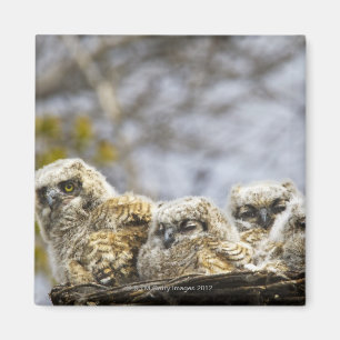 Four Great Horned Owl (Bubo Virginianus) Chicks Magnet