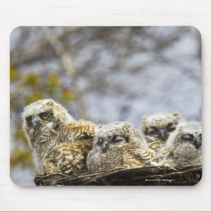 Four Great Horned Owl (Bubo Virginianus) Chicks Mouse Mat