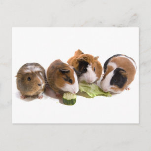 four guinea pigs who eat, postcard
