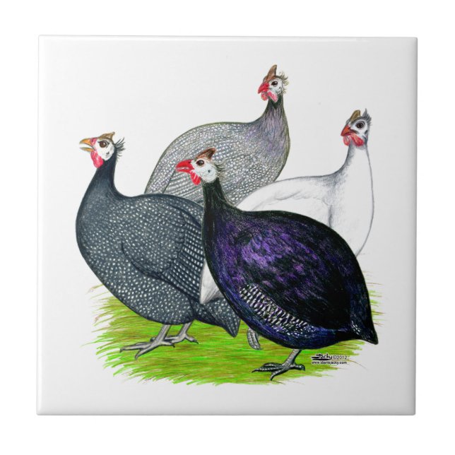 Four Guineas Tile (Front)