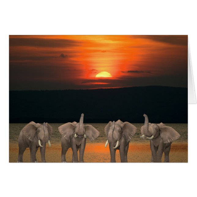 Four Happy Elephants (Front Horizontal)