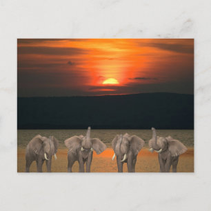 Four Happy Elephants Postcard