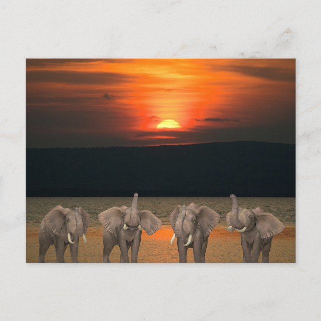 Four Happy Elephants Postcard (Front)