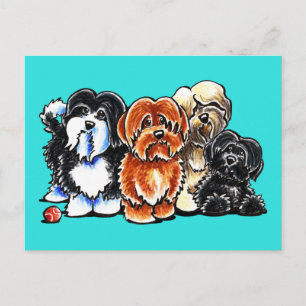 Four Havanese Postcard