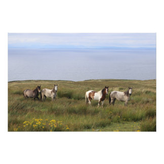 Four horses by the sea photo print