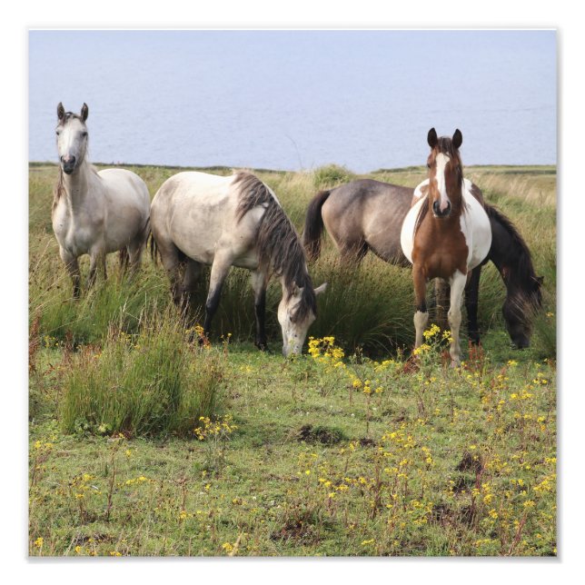 Four horses photo print (Front)