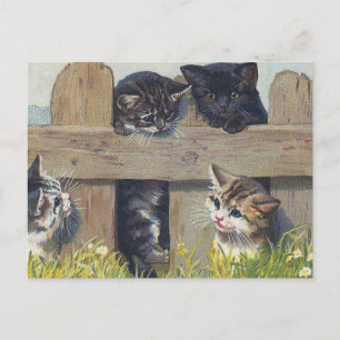 Four Kittens Playing Vintage Illustration Postcard