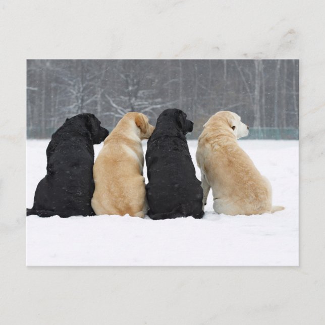Four Labrador Dogs In Snow Postcard (Front)