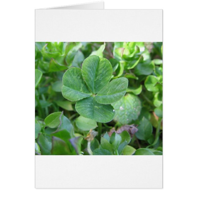 Four Leaf Clover (Front)