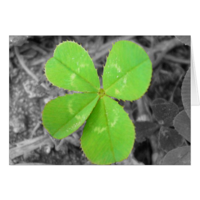 Four Leaf Clover Card - Black, White, and Colour (Front Horizontal)