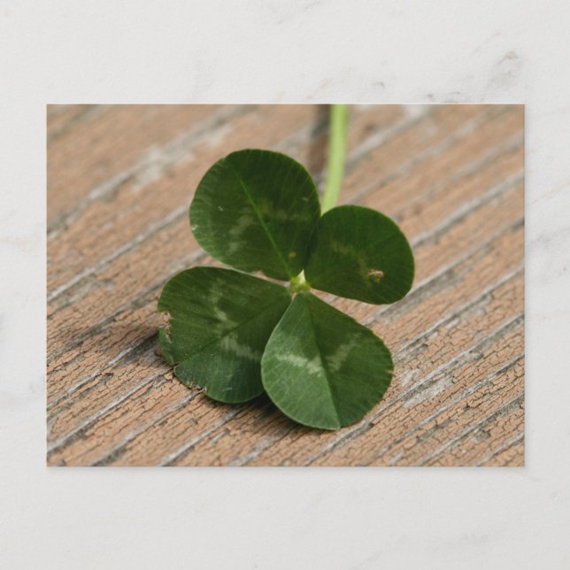 Four Leaf Clover Postcard (Front)