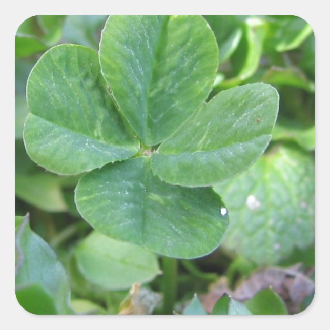 Four Leaf Clover Square Sticker (Front)