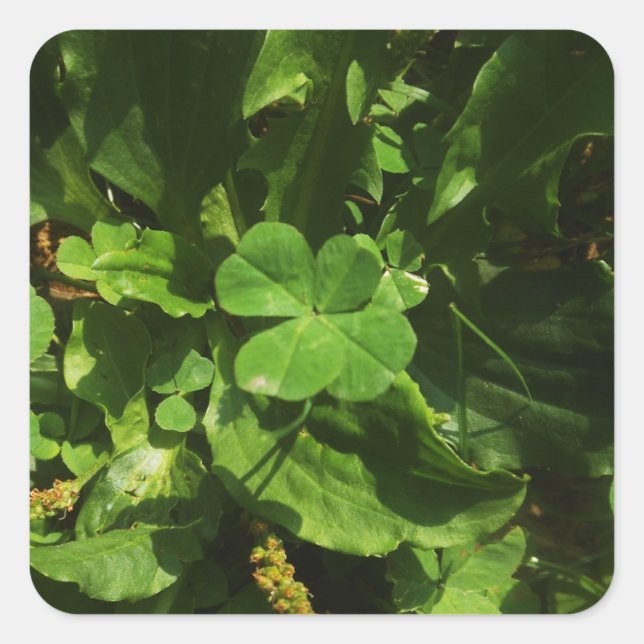 Four-leaf clover square sticker (Front)
