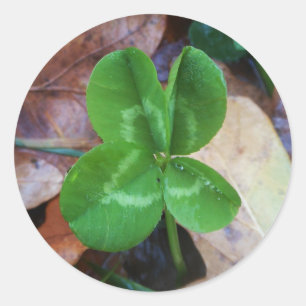 Four leaf clover Sticker 