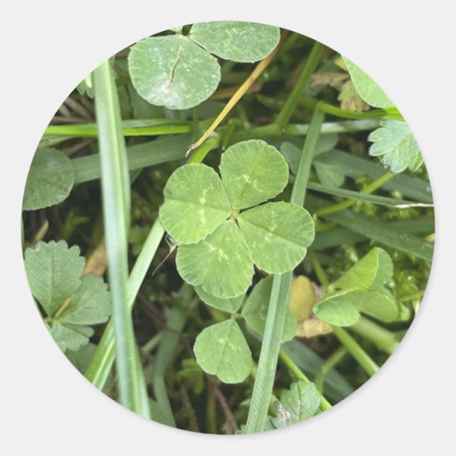 Four leaf Clover Sticker (Front)