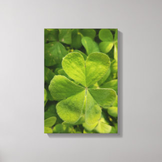 Four Leaf Clover Wall Art Photo Canvas
