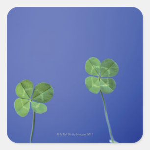 Four-leaf clovers square sticker