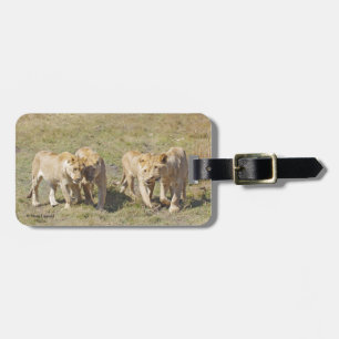 Four Lionesses Luggage Tag