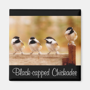 Four little chickadees magnet