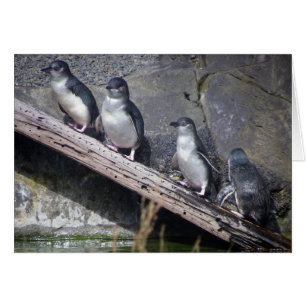 Four Little Penguins