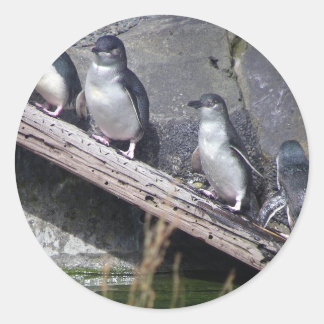 Four Little Penguins Classic Round Sticker (Front)