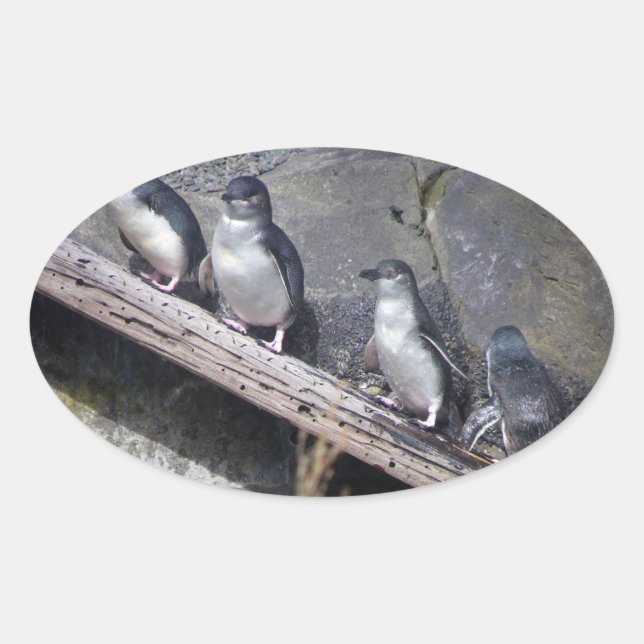 Four Little Penguins Oval Sticker (Front)