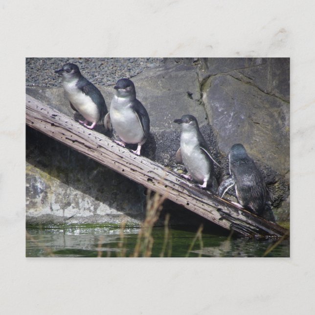 Four Little Penguins Postcard (Front)