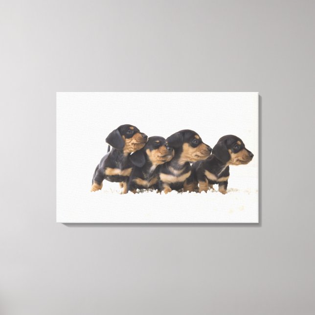 Four Mini Dachshund Canvas Print (Front)