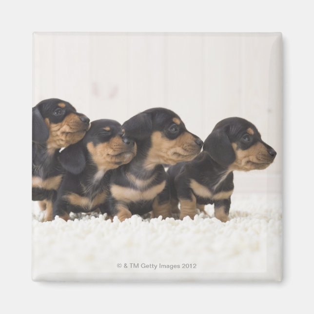 Four Mini Dachshund Magnet (Front)