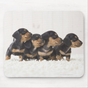 Four Mini Dachshund Mouse Mat