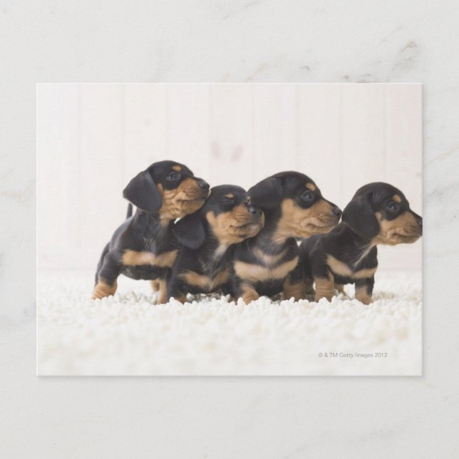 Four Mini Dachshund Postcard (Front)