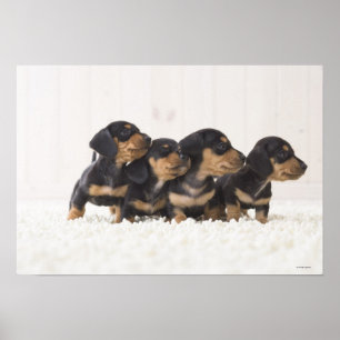 Four Mini Dachshund Poster