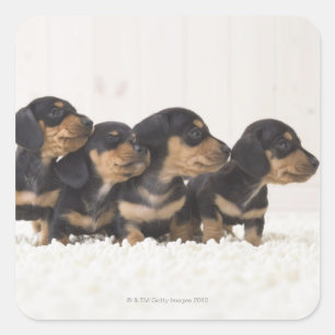 Four Mini Dachshund Square Sticker