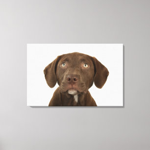 Four-Month-Old Chocolate Lab Puppy Portrait Canvas Print