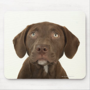 Four-Month-Old Chocolate Lab Puppy Portrait Mouse Mat