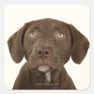 Four-Month-Old Chocolate Lab Puppy Portrait Square Sticker