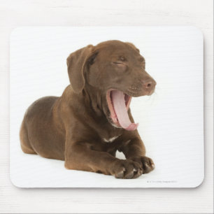 Four-Month-Old Chocolate Lab Puppy Yawning Mouse Mat