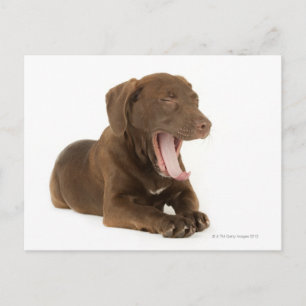 Four-Month-Old Chocolate Lab Puppy Yawning Postcard
