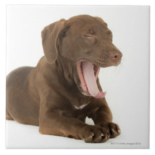 Four-Month-Old Chocolate Lab Puppy Yawning Tile