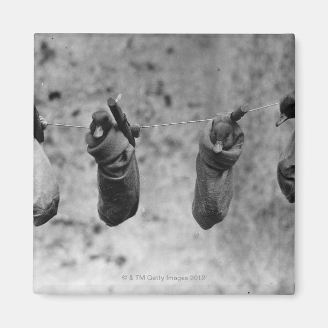 Four one-day-old ducklings pegged out of harm's magnet (Front)