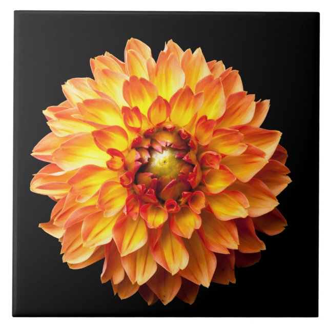 Four Queens Dahlia Flower Tile (Front)